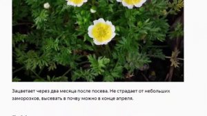 Малькольмия, арктотис, лимнантес и т.  д.  Красивые однолетники для выращивания без рассады.