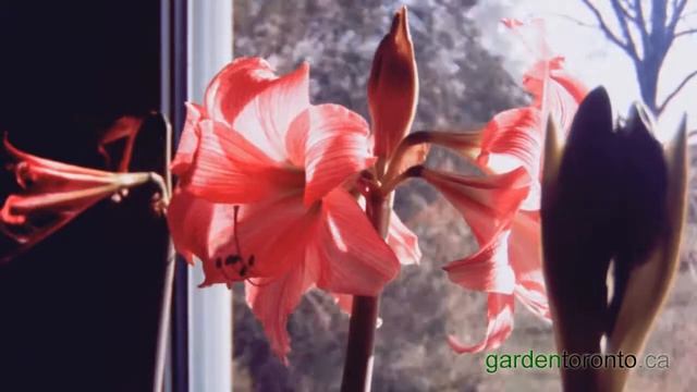 gardentoronto.ca 3 Amaryllis December 2011 смотреть онлайн