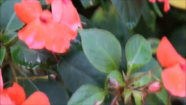 impatience flower. (impatiens walleriana) смотреть онлайн