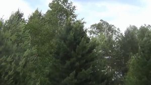 Где растут кедровые шишки