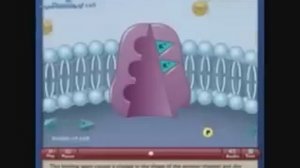 Натрий-калиевый насос