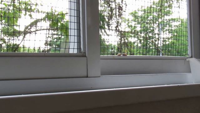 Как я подружилась с синичками смотреть онлайн