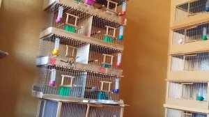 Канарейки Мозаика. Красные Муаровые Канарейки Пение моих птиц! Canary Singing