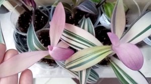 Выставка цветов!/И снова масса заманчивых комнатных растений!