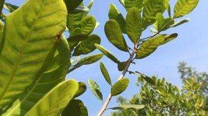 Samsung Galaxy A55 Camera Test