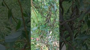 Ива извилистая, для любителей кривулей