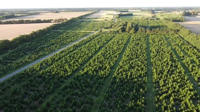 Обзор наших полей в Дании. Пихта Нордмана!