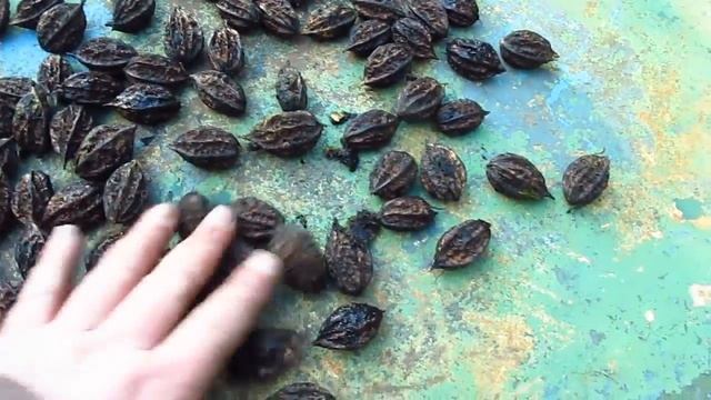 орехи на саженцы смотреть онлайн