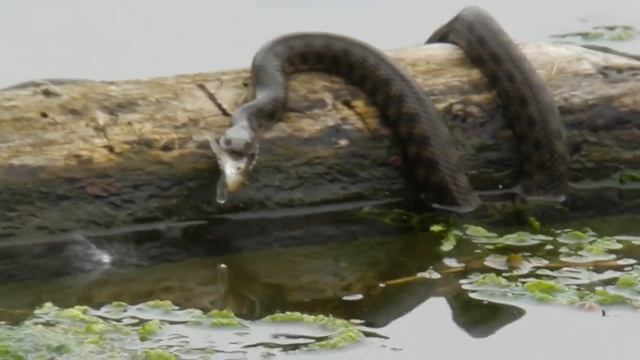 ПРИКОЛ РУССКАЯ АНАКОНДА