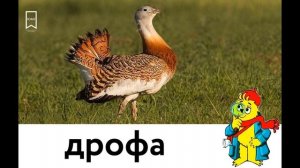 Дрофа. Раскрытые тайны слов