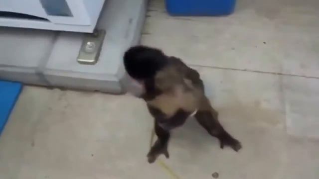 Funny monkey buys soda Смешная обезьяна покупает газировку приколы про животных