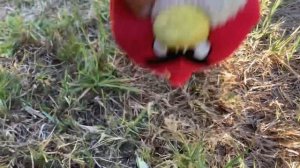 Angry birds cinematic trailer (PLUSH VERSION)