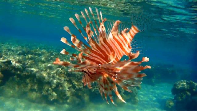 Red Lionfish (Pterois Volitans), Красная крылатка, Крылатка-зебра
