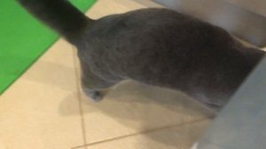 Как отучить кота лазить на стол? Ловушка для кота Космоса