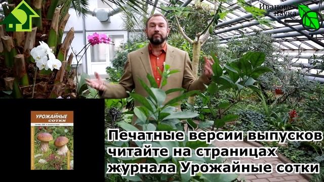 ДАЧНЫЙ ТУАЛЕТ И СЕПТИК. Что посадить возле этих деликатных объектов на участке? Озеленение туалета.