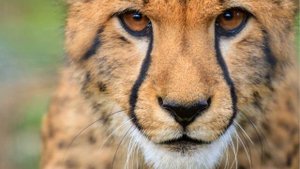 Подборка интересных фактов о генетике