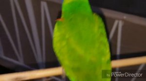РАДУЖНЫЙ ЛОРИКЕТ - САМЫЙ КРАСИВЫЙ ПОПУГАЙ АВСТРАЛИИ.УЧИМСЯ ЛЕТАТЬ.ПЁРЫШКИ ВЫРОСЛИ !