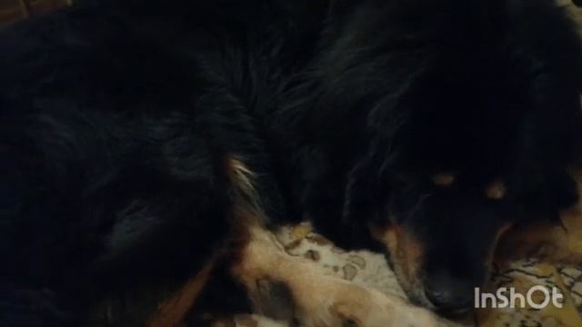 Плюсы в породе Тибетский мастиф! смотреть онлайн