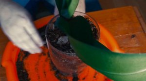 Пересадка орхидеи в домашних условиях своими руками в горшок, убираем корни, полив пошагово.