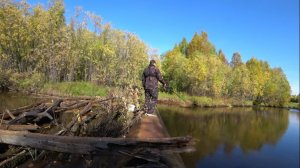 МОХТИК ПОПЁР СПУСТЯ ПЯТЬ ЛЕТ ПОСЛЕ ОТРАВЛЕНИЕ РЕЧКИ И  ГРИБОВ НАРВАЛИ МОРЕ! ГРИБАЛКА И РЫБАЛКА 2024