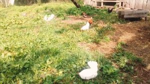 Мальчики ловят рыбу.