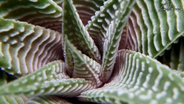 Haworthia - The Jewels of the Succulent World - Episode Three - Limifolia Striata 'Spider White' смотреть онлайн