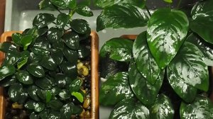 Анубиас нана "Бонсай" - Anubias barteri var. nana “Bonsai”