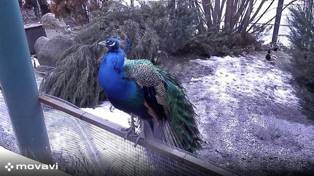 Влог / Московский зоопарк. Павлин / 8.04.22 год