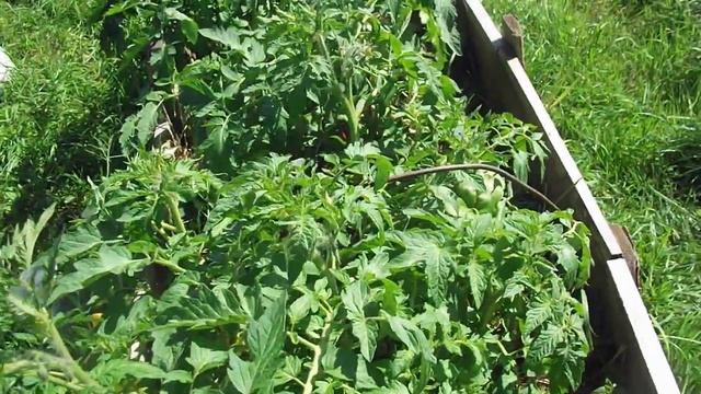 тёплая грядка и томаты смотреть онлайн