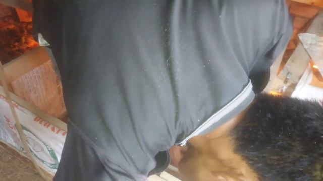 Chim cút thả vườn , tìm giải pháp tiết kiệm chi phí thức ăn giai đoạn thực hành thực tế . смотреть онлайн