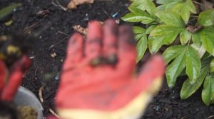 Посадка лилий осенью ☘ Лилии уход осенью