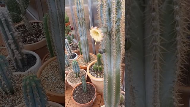 Pilosocereus Azureus (Blue Torch) Cactus in full bloom