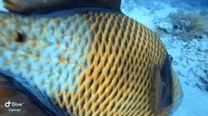 Дайвинг в Египте,Триггер