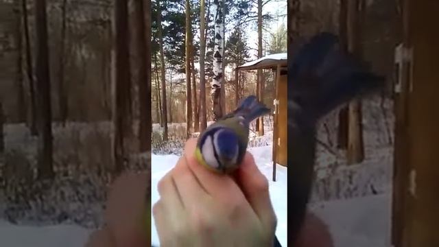 Синица лазоревка.   Дикая лесная синичка на руке
