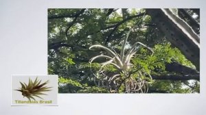 Tillandsia Xerografica Habitat, www.TillandsiasBRASIL.com