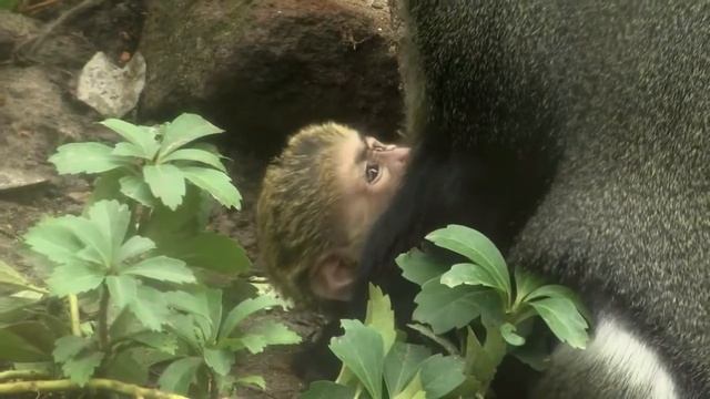 мартышки Бразза - болотные обезьяны смотреть онлайн