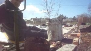 4113-Лук севок посадка под мульчу из картона и хранение в квартире