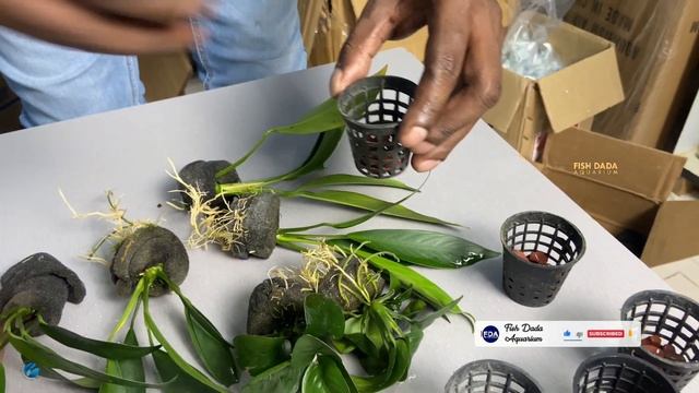 Plantation Aquarium Live plants unboxing .. смотреть онлайн