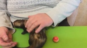 Handmade Simon.Обзор клетки для хорьков.Уход содержание и питание хорьков в домашних условиях.