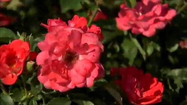 Planting Knock Out Roses in Combination with Drift Roses смотреть онлайн