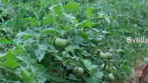 ПОЧЕМУ МОИ ТОМАТЫ НИКОГДА НЕ БОЛЕЮТ ФИТОФТОРОЙ! УБИЙЦА ГРИБКОВЫХ БОЛЕЗНЕЙ АПТЕЧНОЕ СРЕДСТВО-ТРИХОПО