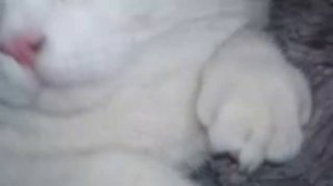 Белый британский кот