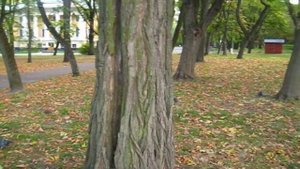 Флорида Ялта будет жить у сына на Бэкярде