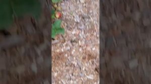 Клубника Соната 2021