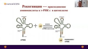 Биосинтез белка 10 класс.