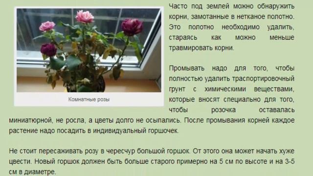 Миниатюрная роза. Как адаптировать миниатюрную розу после покупки. смотреть онлайн