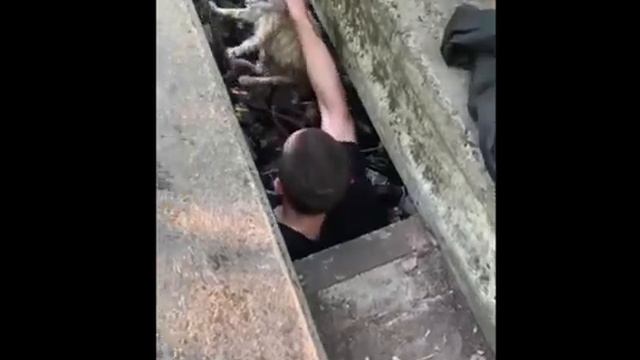 Спасение вислоухой кошки из колодца в Липецке смотреть онлайн