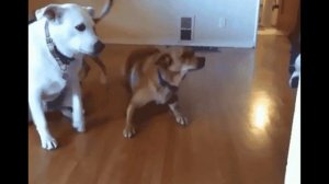 Who Let The Dogs Out  Baha Men