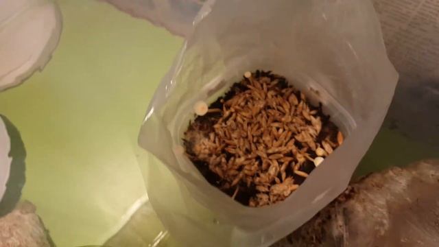 Тополиный опенок/Агроцибе/Пиопино/Pioppino Mushroom – Agrocybe Aegerita/плодоношение.