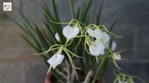 Brassavola Little Stars Orchid full bloom or Lady of Night Orchid aromatic fragrance  Bangla